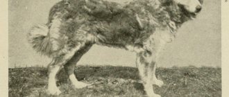 Dog with dreadlocks: Bergamasco Shepherd