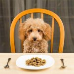 dog with a plate of food