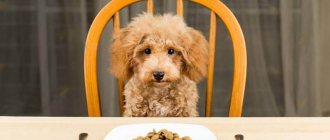 dog with a plate of food