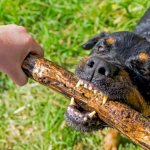 The dog grabbed the stick that the man was holding in his hand