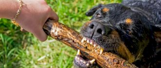 The dog grabbed the stick that the man was holding in his hand