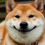 shiba inu dog photo