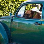 The dog sits in the car sad