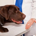 Dog at the vet