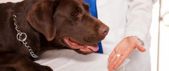 Dog at the vet