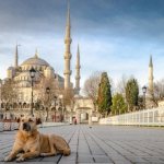 Dog in Islam