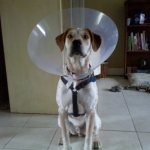 Dog in a transparent plastic (Elizabethan) collar