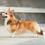 Welsh Corgi Pembroke dog photo