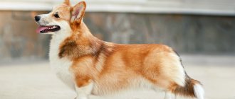 Welsh Corgi Pembroke dog photo