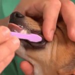 Dog&#39;s teeth being brushed