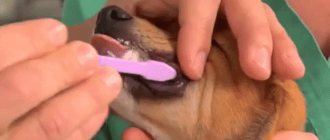 Dog&#39;s teeth being brushed