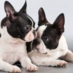 Boston Terrier dogs