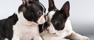 Boston Terrier dogs