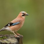 Common jay