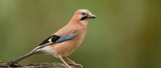 Common jay