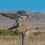 Falcon and Hawk - who they are and the differences