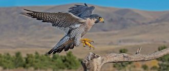 Falcon and Hawk - who they are and the differences