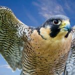 falcon bird