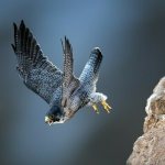 Peregrine falcon