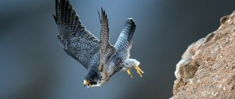 Peregrine falcon