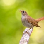 Common nightingale