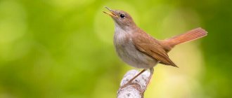 Common nightingale