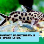 Catfish synodontis (changeling): compatibility with other aquarium fish, maintenance, types, reproduction, photo