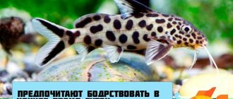 Catfish synodontis (changeling): compatibility with other aquarium fish, maintenance, types, reproduction, photo