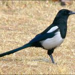 Magpie