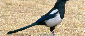 Magpie