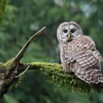 Owl on a tree