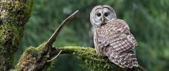 Owl on a tree