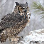 Owl-bird-lifestyle-and-habitat-of-owl-1