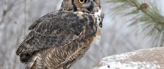 Owl-bird-lifestyle-and-habitat-of-owl-1