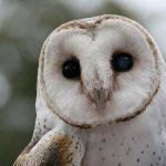 barn owl photo