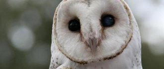 barn owl photo