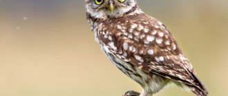 owl species