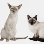 Comparison of Thai and Siamese cats