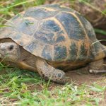 Mediterranean turtle