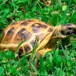 Central Asian tortoise