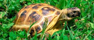 Central Asian tortoise