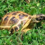 Central Asian tortoise