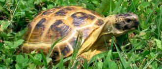 Central Asian tortoise