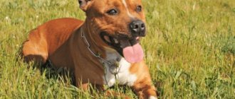 Staffordshire Bull Terrier