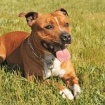 Staffordshire Bull Terrier