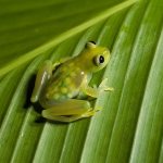 Glass-frog-Description-features-lifestyle-and-habitat-of-frog-8