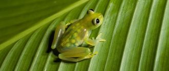 Glass-frog-Description-features-lifestyle-and-habitat-of-frog-8