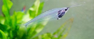 glass catfish