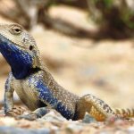 steppe agama