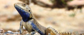 steppe agama